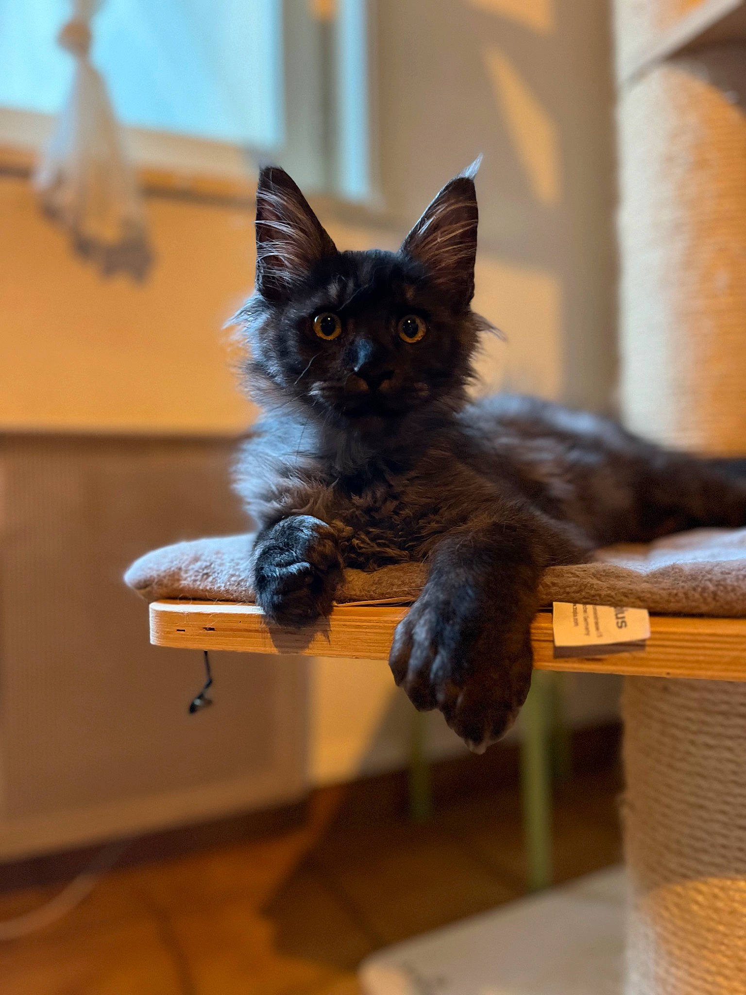 Usky a rejoint le concours — aidez-le/la à gagner de superbes lots ! black_cat, carnivore, cat, cat_supply, claw, domestic_short_haired_cat, felidae, flooring, fur, hardwood, paw, pet_supply, small_to_medium_sized_cats, snout, tail, tree, whiskers, window, wood