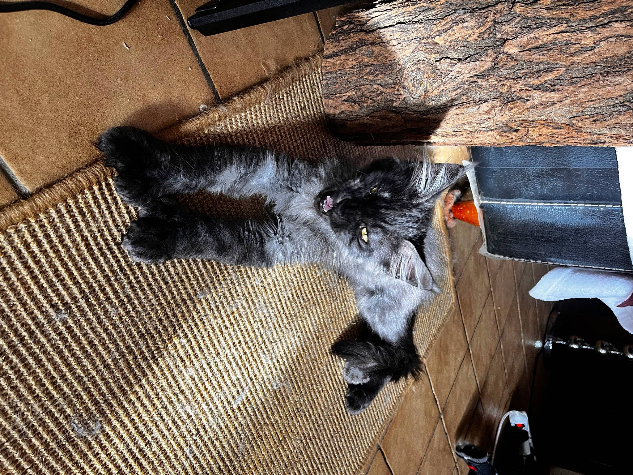 Usky participe au concours pour gagner de l'argent avec cette photo : auto_part, black_cat, canidae, carnivore, cat, claw, dog_breed, domestic_short_haired_cat, felidae, flooring, fur, gas, hardwood, small_to_medium_sized_cats, sporting_group, tail, whiskers, wood, wood_flooring, working_animal