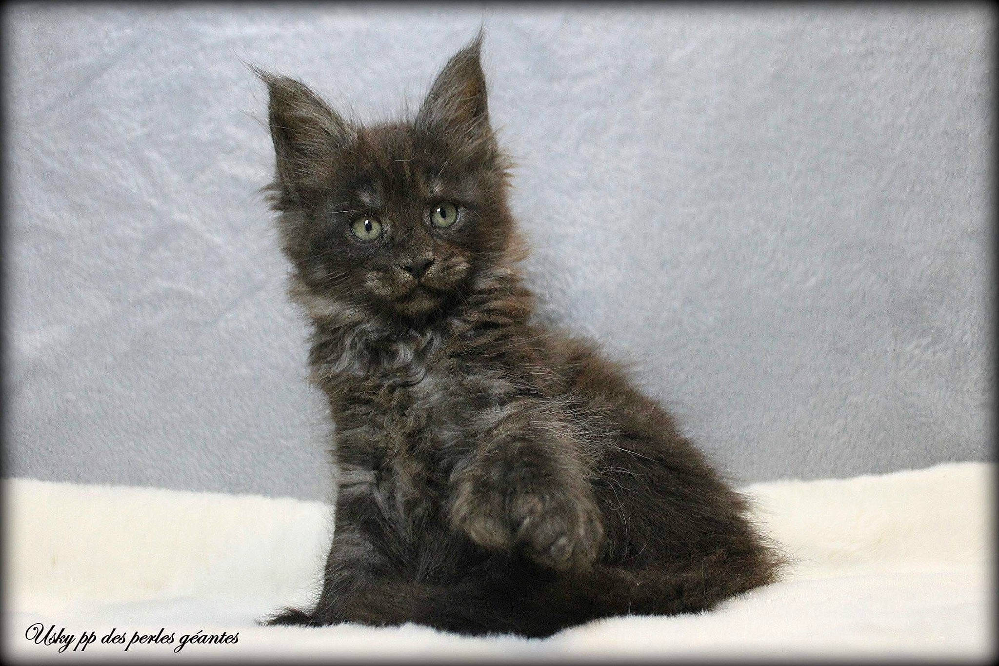 Usky participe au concours pour gagner de l'argent avec cette photo : british_longhair, carnivore, cat, claw, domestic_short_haired_cat, eye, felidae, fur, grey, monochrome, monochrome_photography, paw, rectangle, small_to_medium_sized_cats, snout, tail, terrestrial_animal, whiskers