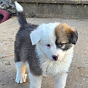Angus participe au concours pour gagner de l'argent avec cette photo : puppy, dog, young, cute, fluffy, outdoor, standing, tail, concrete, steps, curious, white, brown, black, fur, pet, animal, small, adorable, nature