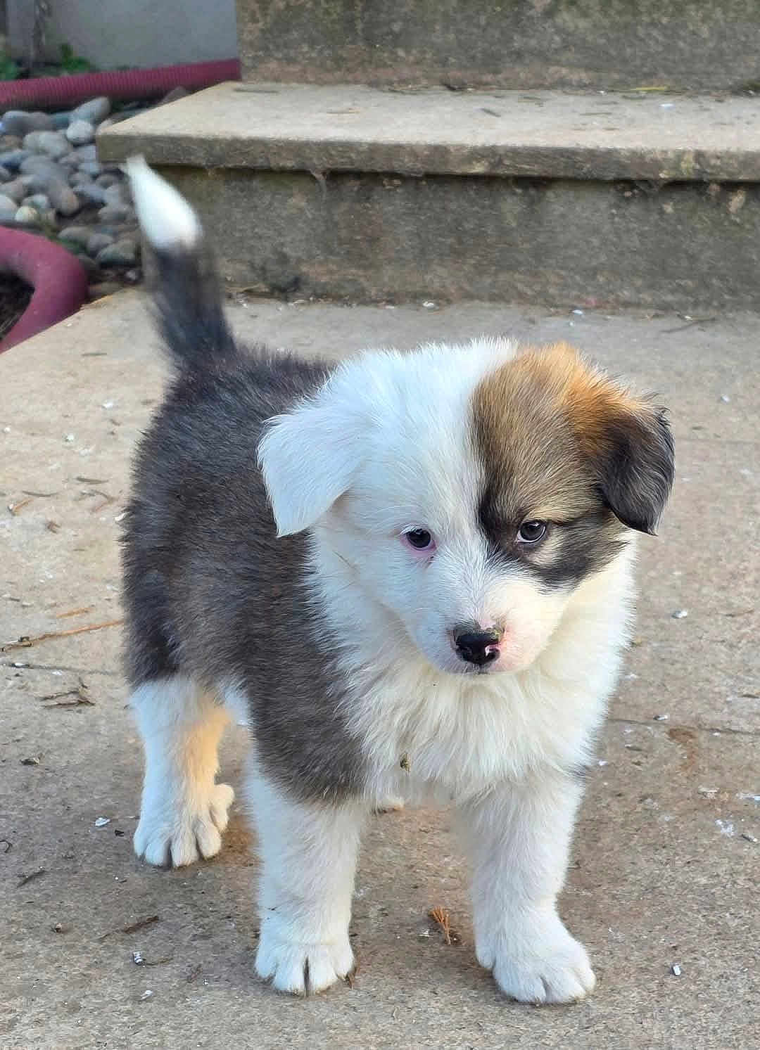 Angus participe au concours pour gagner de l'argent avec cette photo : puppy, dog, young, cute, fluffy, outdoor, standing, tail, concrete, steps, curious, white, brown, black, fur, pet, animal, small, adorable, nature