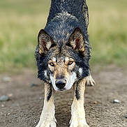 Draco a rejoint le concours — aidez-le/la à gagner de superbes lots ! alert, animal, canine, dirt, dog, ears, eyes, focused, fur, ground, looking, muzzle, nature, outdoor, paws, portrait, standing, walking, wild, wolf_like