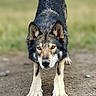 alert, animal, canine, dirt, dog, ears, eyes, focused, fur, ground, looking, muzzle, nature, outdoor, paws, portrait, standing, walking, wild, wolf_like