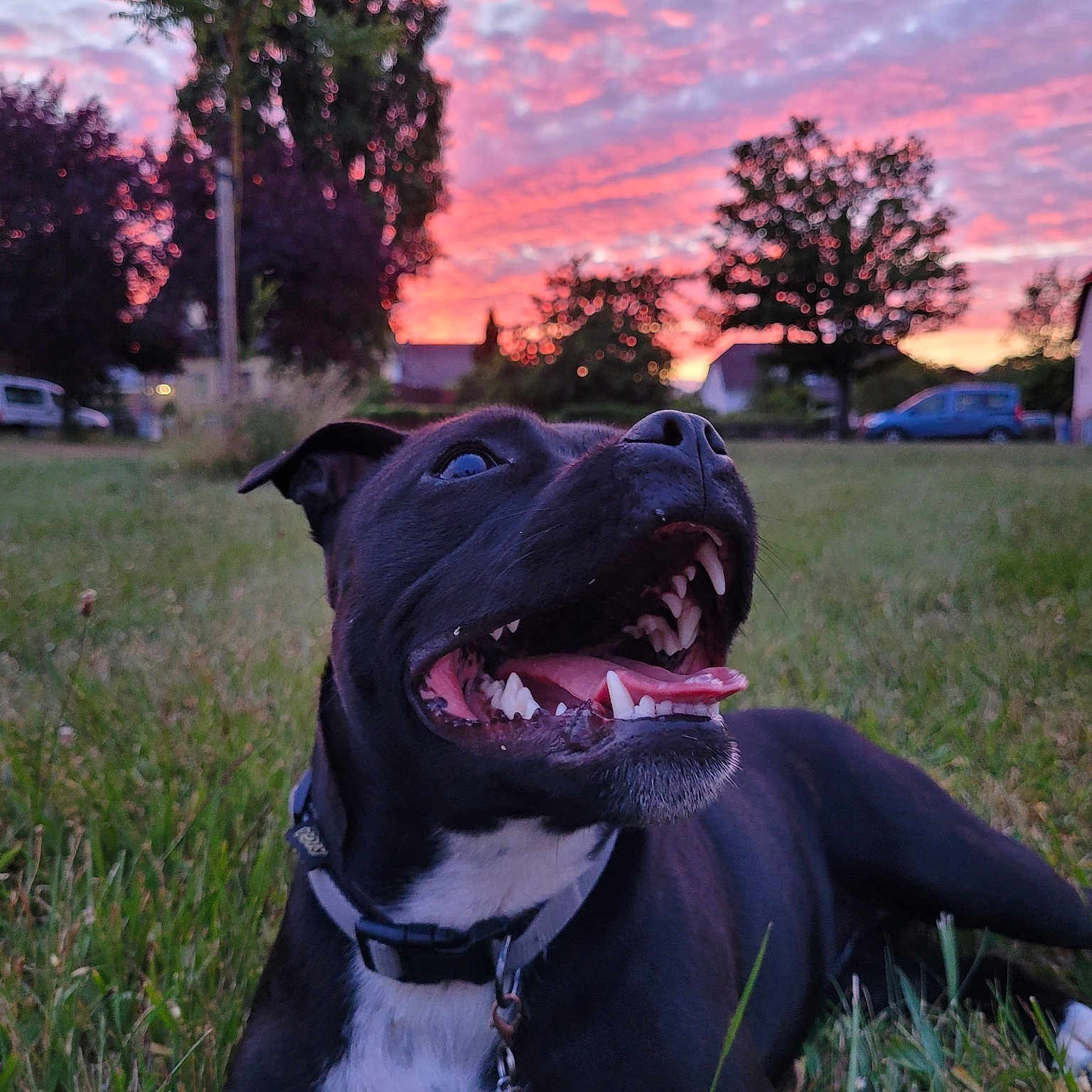 Sciara participe au concours pour gagner de l'argent avec cette photo : animal, black_dog, clouds, collar, colorful_sky, dog, evening, field, grass, happy, landscape, nature, outdoor, pet, silhouette, sky, sunset, teeth, tongue, trees