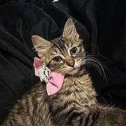 Boujee Diva joined the competition — help win amazing prizes! cat, kitten, tabby, pink_bow, cute, whiskers, fur, pet, animal, closeup, soft, black_blanket, resting, playful, adorable, indoor, young_cat, face, ears, charming