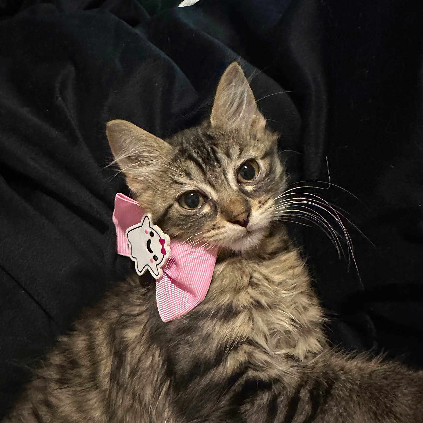 Boujee Diva joined the competition — help win amazing prizes! adorable, animal, black_blanket, cat, charming, closeup, cute, ears, face, fur, indoor, kitten, pet, pink_bow, playful, resting, soft, tabby, whiskers, young_cat