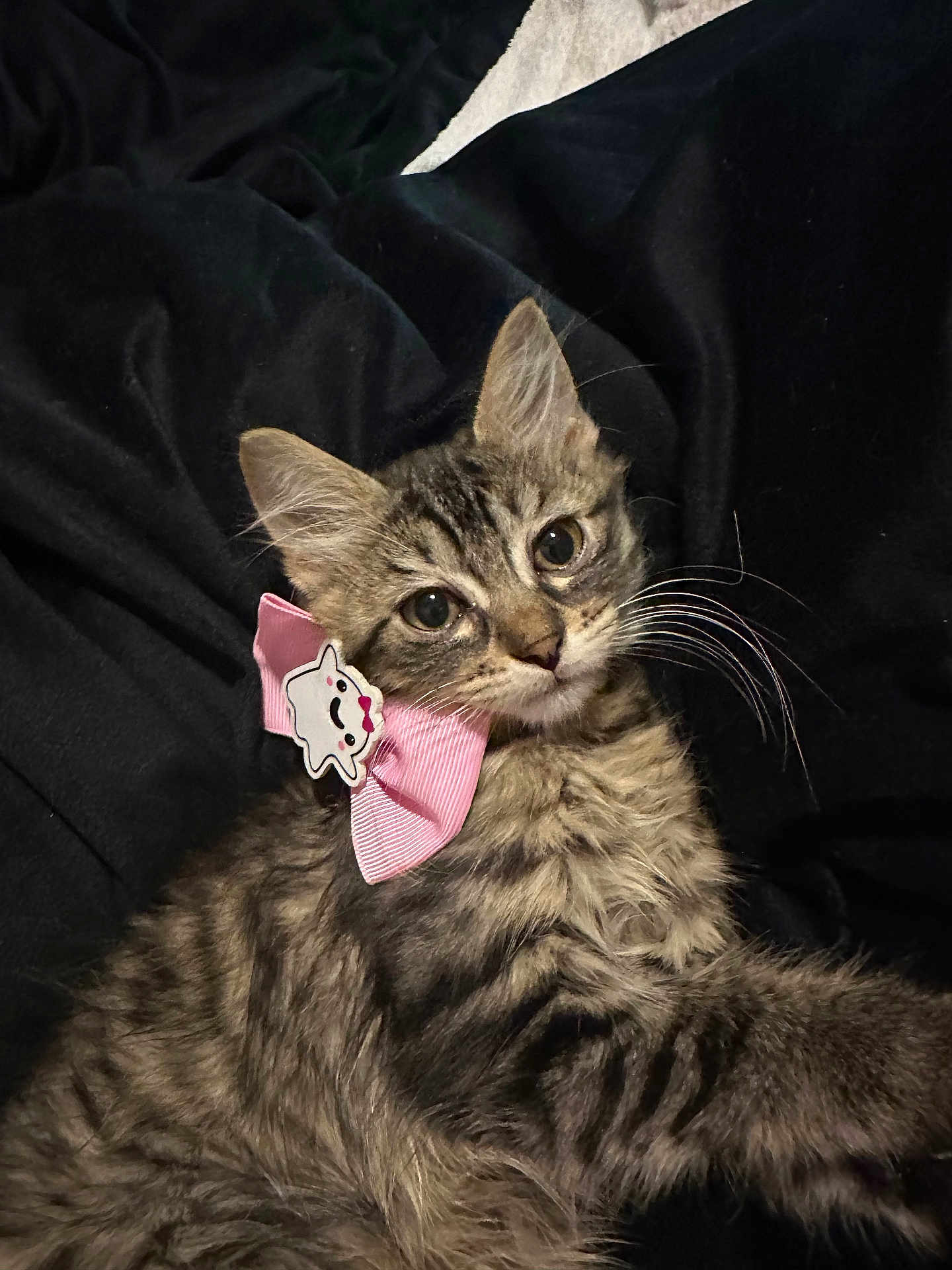Boujee Diva joined the competition — help win amazing prizes! cat, kitten, tabby, pink_bow, cute, whiskers, fur, pet, animal, closeup, soft, black_blanket, resting, playful, adorable, indoor, young_cat, face, ears, charming