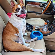 Hank is registered to the contest to win money with this photo: dog, car_interior, leather_seat, happy, tongue_out, water_bowl, park, window, steering_wheel, seat_adjustment_controls, dashboard, cup_holder, car_door, grass, trees, daytime, pet, canine, brown_and_white, sitting