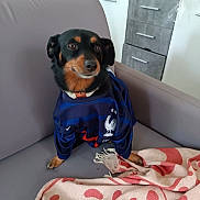 Pêche a rejoint le concours — aidez-le/la à gagner de superbes lots ! dog, pet, clothing, blue_jersey, couch, blanket, indoor, animal, small_dog, black_dog, tan_markings, looking_away, fur, ears, nose, paws, home, furniture, relaxed, cute