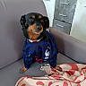 dog, pet, clothing, blue_jersey, couch, blanket, indoor, animal, small_dog, black_dog, tan_markings, looking_away, fur, ears, nose, paws, home, furniture, relaxed, cute