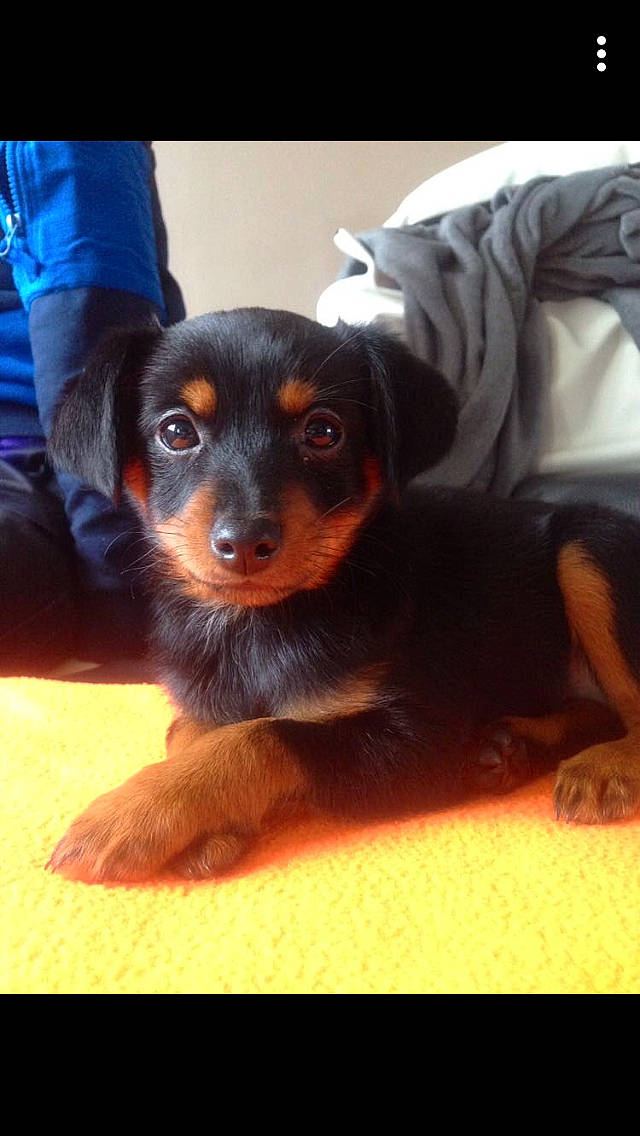 Pêche a rejoint le concours — aidez-le/la à gagner de superbes lots ! austrian_black_and_tan_hound, canidae, carlin_pinscher, carnivore, companion_dog, dog, dog_breed, guard_dog, huntaway, mammal, miniature_pinscher, pinscher, puppy, puppy_love, rottweiler, snout, sporting_group, vertebrate, working_dog