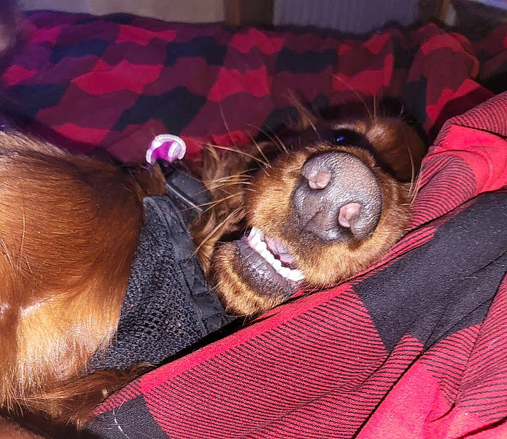 Rocky Jones joined the competition — help win amazing prizes! canidae, carnivore, collar, comfort, companion_dog, dog, dog_breed, dog_collar, dog_supply, fawn, fur, liver, magenta, nap, paw, pet_supply, snout, sporting_group, whiskers, working_animal