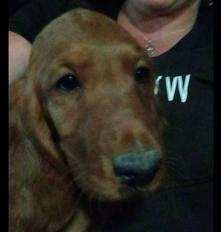 Rocky Jones joined the competition — help win amazing prizes! canidae, carnivore, companion_dog, dog, dog_breed, ear, fawn, fur, golden_retriever, hunting_dog, liver, pet_supply, photo_caption, rectangle, snout, sporting_group, terrestrial_animal, whiskers, working_animal