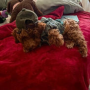 Austin is registered to the contest to win money with this photo: dog, brown_dog, denim_jacket, cap, bed, blanket, red_blanket, stuffed_animal, indoor, fur, pet, relaxing, cozy, animal_clothing, curly_fur, sleeping, home, casual, accessory, resting