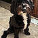 Oliver