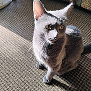 Onyxx is registered to the contest to win money with this photo: cat, gray_cat, pet, animal, indoor, carpet, sunlight, shadow, feline, whiskers, ears, sitting, domestic_cat, fur, cute, mammal, home, floor, texture, relaxed