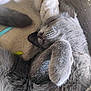 gray_cat, sleeping_cat, cat_paws, basket, blanket, cozy, fur, pet, indoor, resting, closeup, cute, feline, animal, whiskers, relaxation, soft_texture, domestic_cat, peaceful, nap