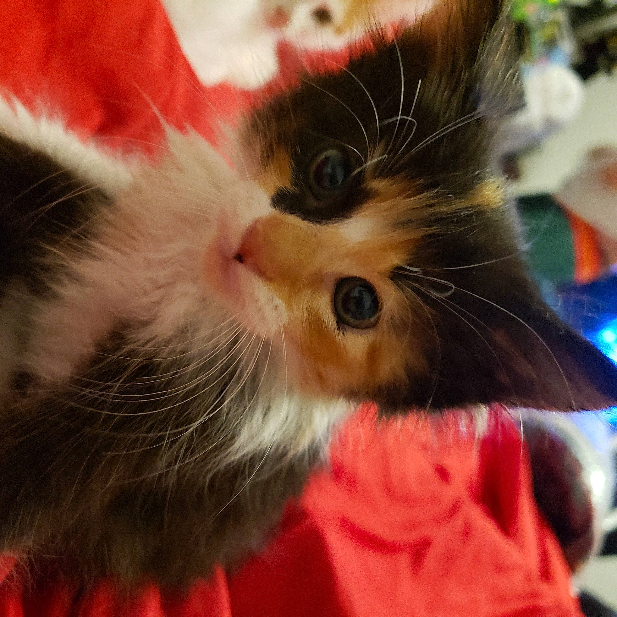 Sally joined the competition — help win amazing prizes! carnivore, cat, claw, comfort, domestic_short_haired_cat, ear, eye, fawn, felidae, fur, iris, paw, plant, small_to_medium_sized_cats, snout, tail, whiskers