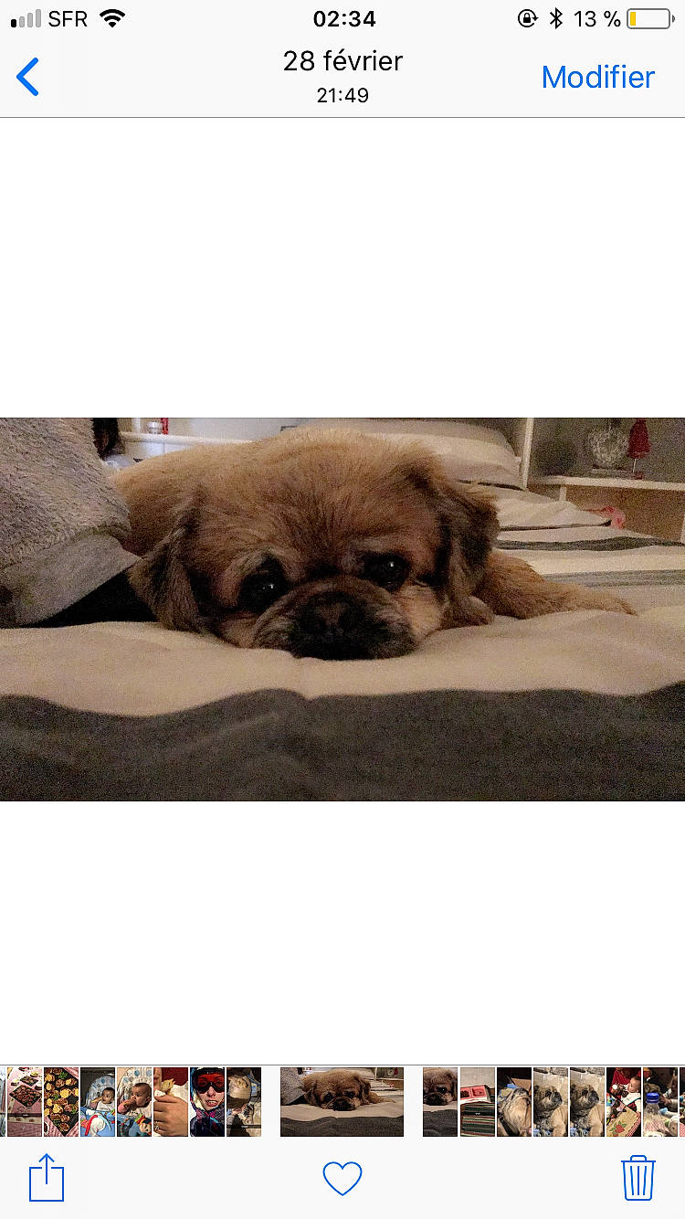 Tchico participe au concours pour gagner de l'argent avec cette photo : carnivoran, dog, dog_breed, dog_breed_group, dog_like_mammal, font, media, person, photo_caption, puppy, screenshot, snout