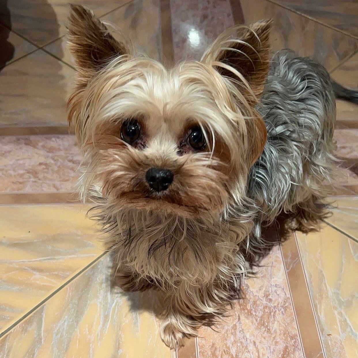 Liuk participe au concours pour gagner de l'argent avec cette photo : affenpinscher, animal, canine, dog, flagstone, hardwood, indoors, interiordesign, path, pet, poodle, puppy, slate, terrier, tile, walkway, whitedog, wood