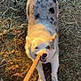Winston is registered to the contest to win money with this photo: active, animal, chewing, cute, dirt, dog, fun, fur, grass, happy, hay, leash, mouth, nature, outdoor, paw, pet, playing, stick, sunlight