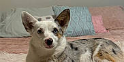 Winston is registered to the contest to win money with this photo: animal, bedroom, blanket, blue_eyes, comfort, corgi, cozy, cute, dog, domestic_animal, ears, fur, home, indoor, lying_down, pet, pillows, relaxed, snout, spotted_coat