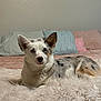 animal, bedroom, blanket, blue_eyes, comfort, corgi, cozy, cute, dog, domestic_animal, ears, fur, home, indoor, lying_down, pet, pillows, relaxed, snout, spotted_coat