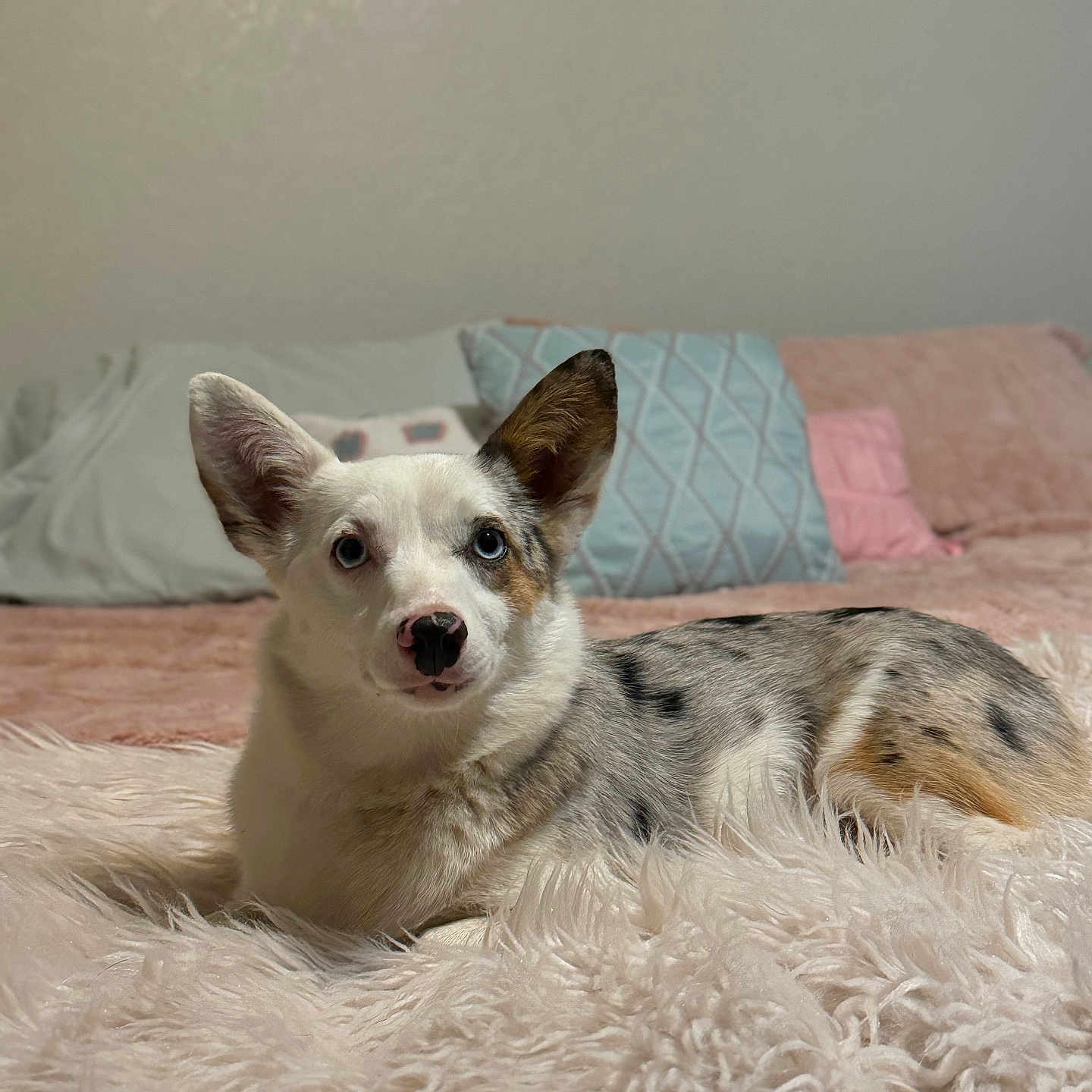 Winston is registered to the contest to win money with this photo: animal, bedroom, blanket, blue_eyes, comfort, corgi, cozy, cute, dog, domestic_animal, ears, fur, home, indoor, lying_down, pet, pillows, relaxed, snout, spotted_coat