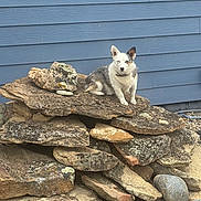 Winston joined the competition — help win amazing prizes! animal, backyard, blue_wall, canine, collar, curious, daylight, dog, ear, fur, mammal, nature, outdoor, pet, pile_of_rocks, quiet, resting, rock, sitting, stone