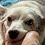 Winston is registered to the contest to win money with this photo: animal, close_up, companion, cute, dog, domestic_animal, eyes, face, friendship, fur, hand, human, indoor, nose, pet, portrait, resting, skin, soft_light, tattoo