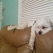 Yogi joined the competition — help win amazing prizes!