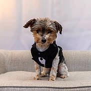 Dobby joined the competition — help win amazing prizes! dog, small_dog, tuxedo, bow_tie, pet, cute, sitting, couch, furniture, indoors, portrait, animal, fur, black_and_white, adorable, companion, domestic_animal, looking_at_camera, furry, friendly
