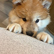 Kiro a rejoint le concours — aidez-le/la à gagner de superbes lots ! adorable, animal, beige, closeup, curious, cute, dog, face, fluffy, furniture, home, indoor, light, looking, paws, pet, puppy, soft, wooden_floor, young