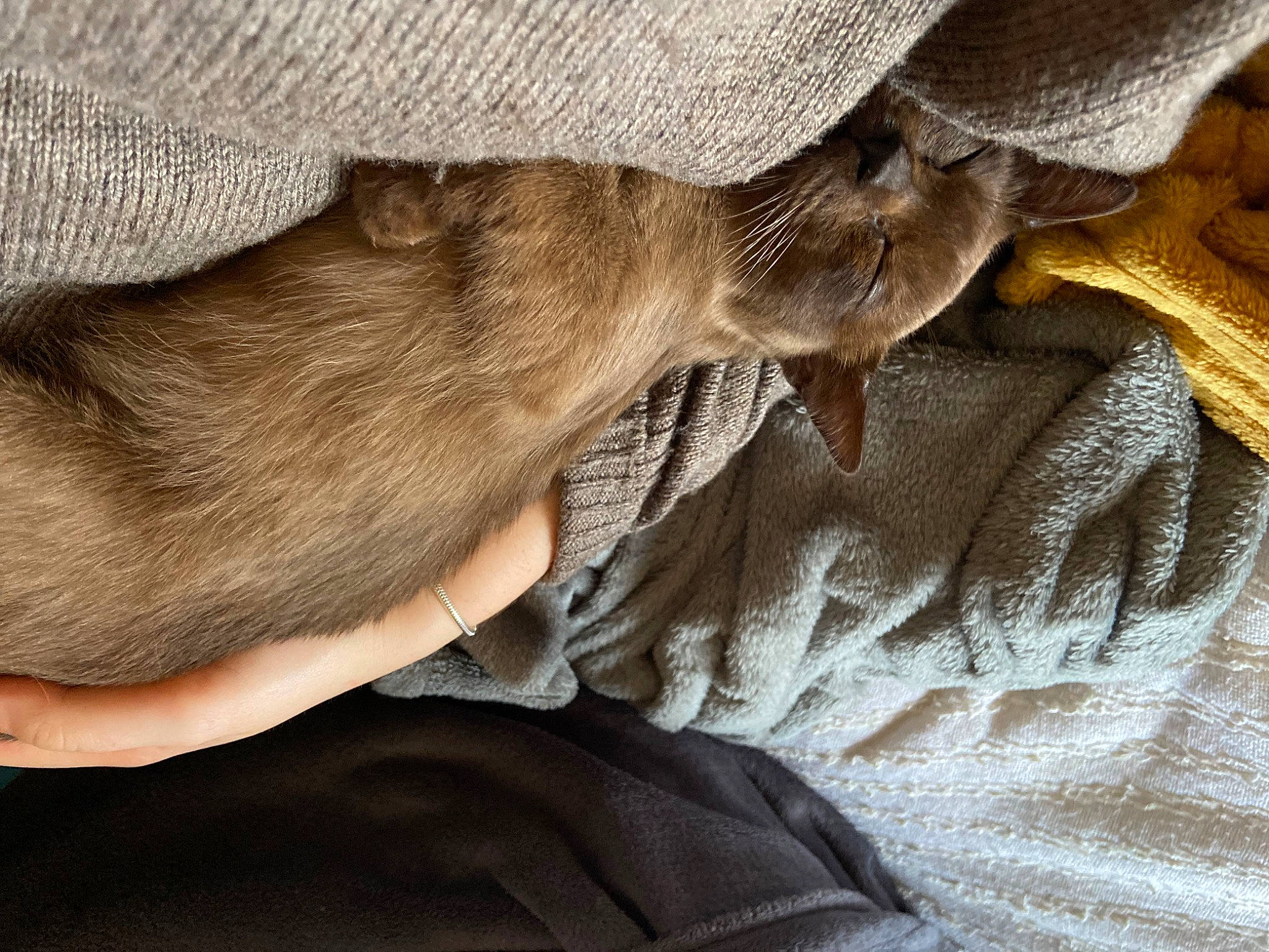 Doja joined the competition — help win amazing prizes! canidae, carnivore, cat, comfort, dog_breed, fawn, felidae, foot, fur, gesture, grey, human_leg, linens, nap, sleep, small_to_medium_sized_cats, sporting_group, whiskers, wood, wrinkle