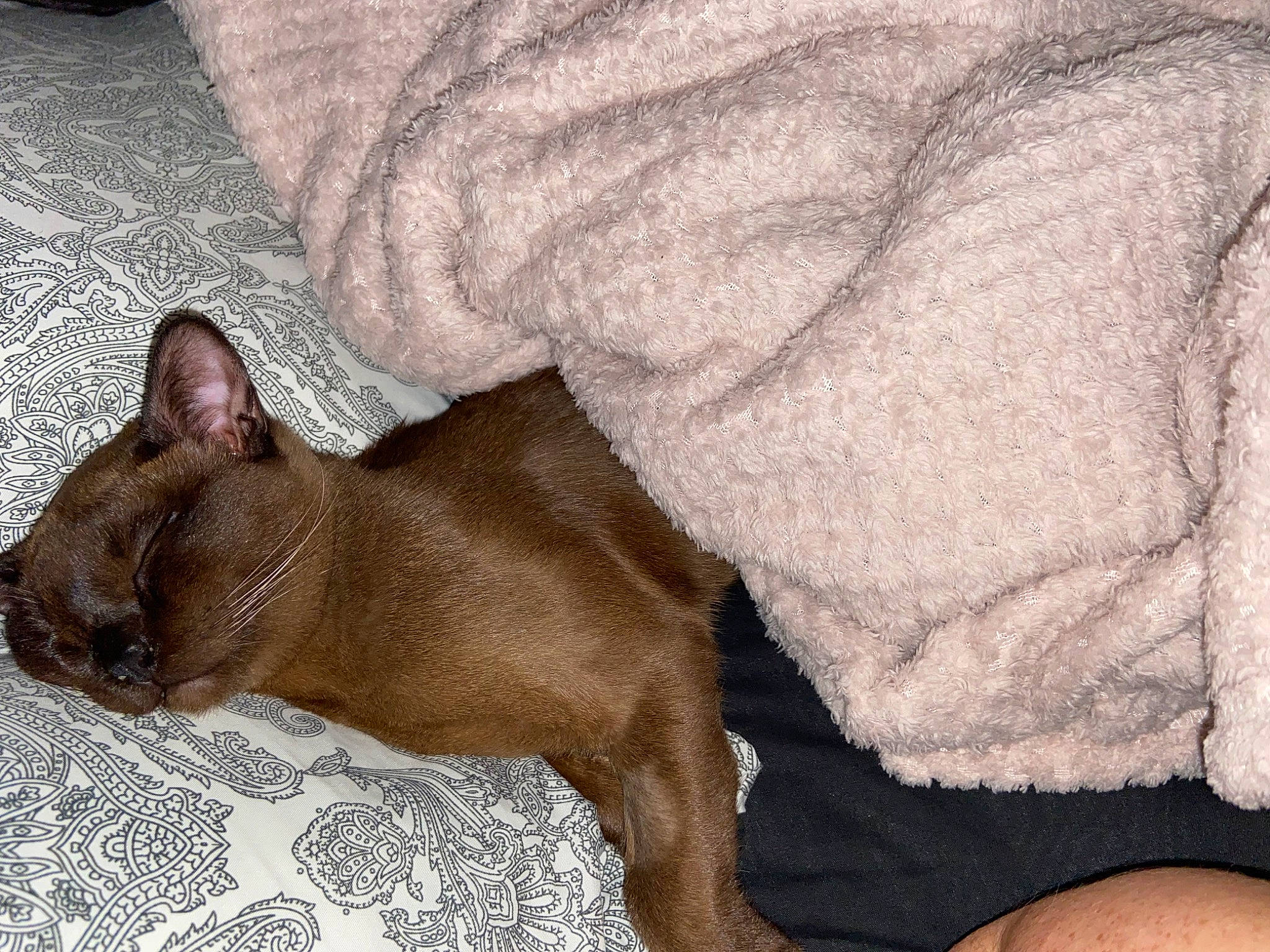 Doja joined the competition — help win amazing prizes! carnivore, cat, comfort, companion_dog, dog, dog_breed, fawn, felidae, foot, fur, linens, liver, paw, small_to_medium_sized_cats, snout, terrestrial_animal, whiskers