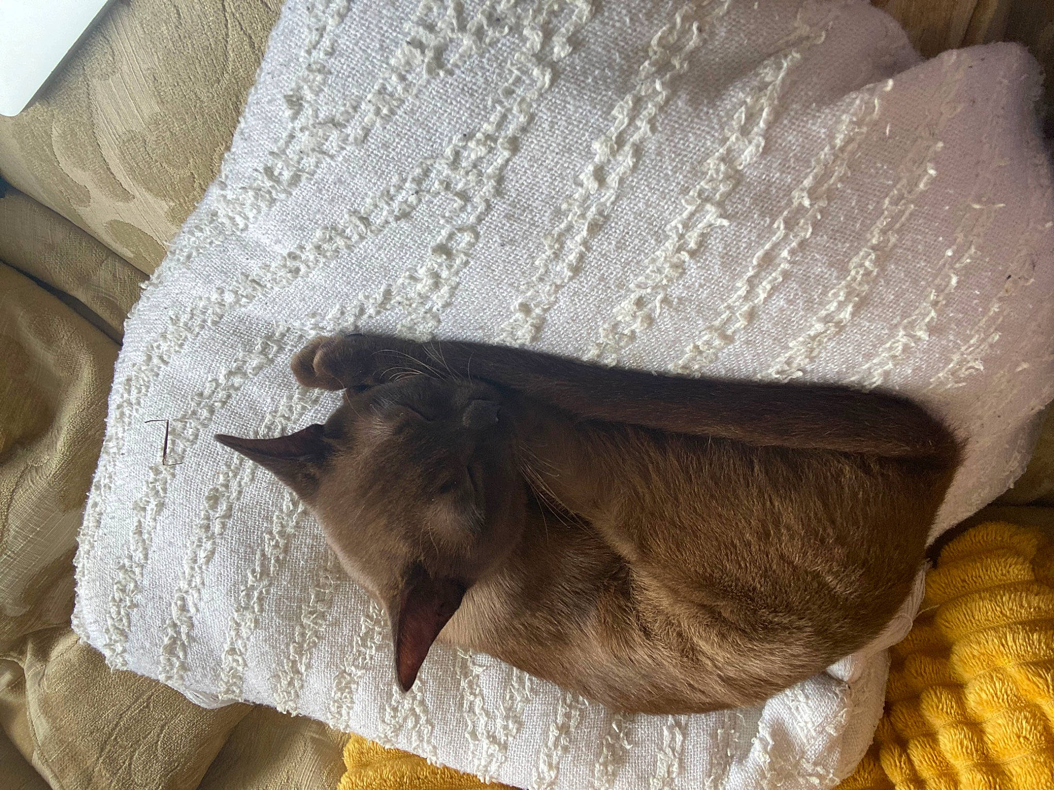 Doja joined the competition — help win amazing prizes! bat, beige, bird, brown, comfort, fawn, fur, linens, pattern, tail, tints_and_shades, wood