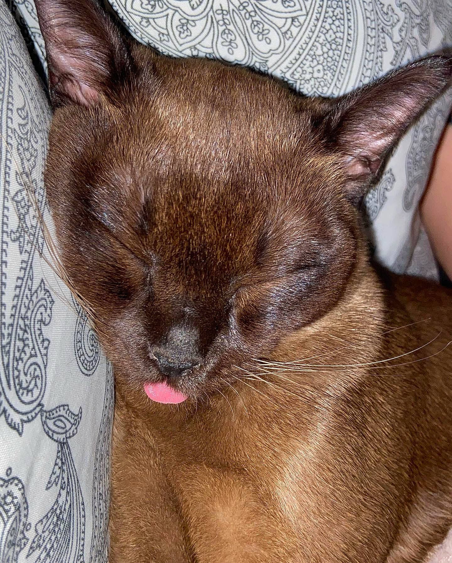 Doja is registered to the contest to win money with this photo: carnivore, cat, claw, close_up, comfort, domestic_short_haired_cat, fawn, felidae, fur, liver, nap, siamese, small_to_medium_sized_cats, snout, terrestrial_animal, whiskers