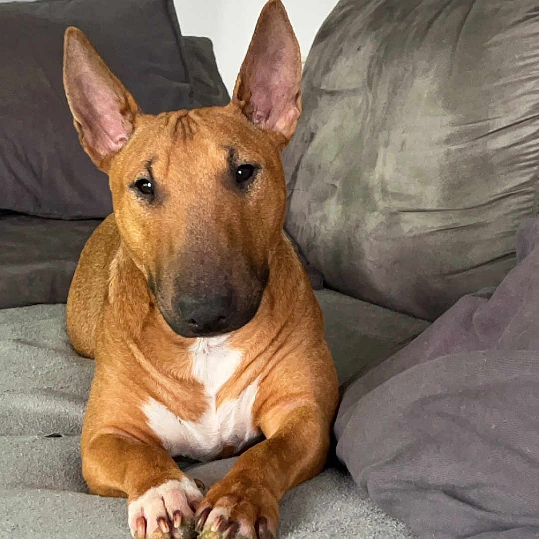 Ulyana participe au concours pour gagner de l'argent avec cette photo : animal, bed, bedroom, blanket, bulldog, canine, couch, cushion, dog, furniture, homedecor, hound, indoors, interiordesign, pet, pillow, pitbull, puppy, snout, terrier