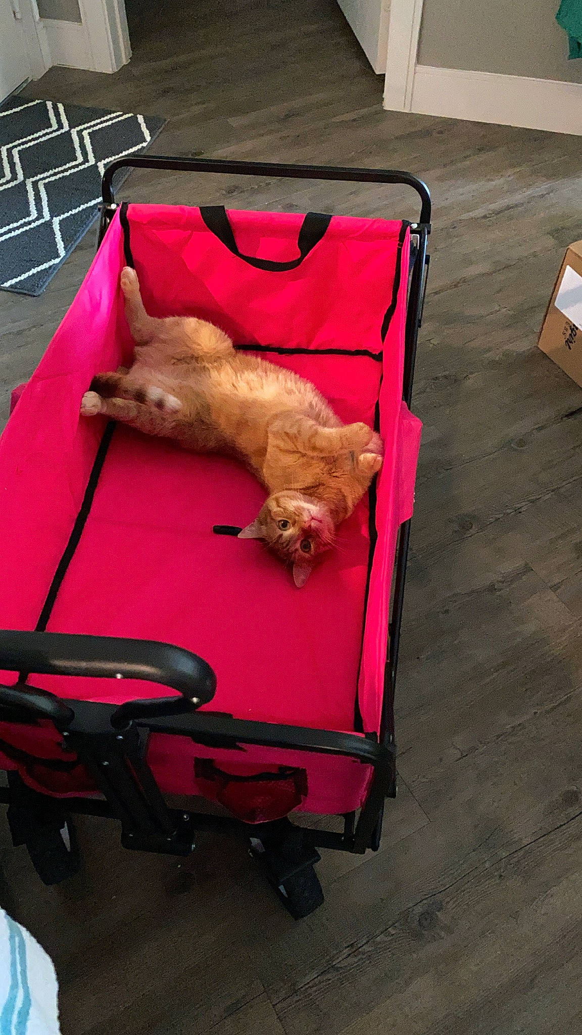 Burt joined the competition — help win amazing prizes! canidae, carnivore, cat, chair, comfort, companion_dog, dog_breed, event, fawn, felidae, flooring, fur, hardwood, linens, magenta, outdoor_furniture, small_to_medium_sized_cats, sporting_group, tail, wood