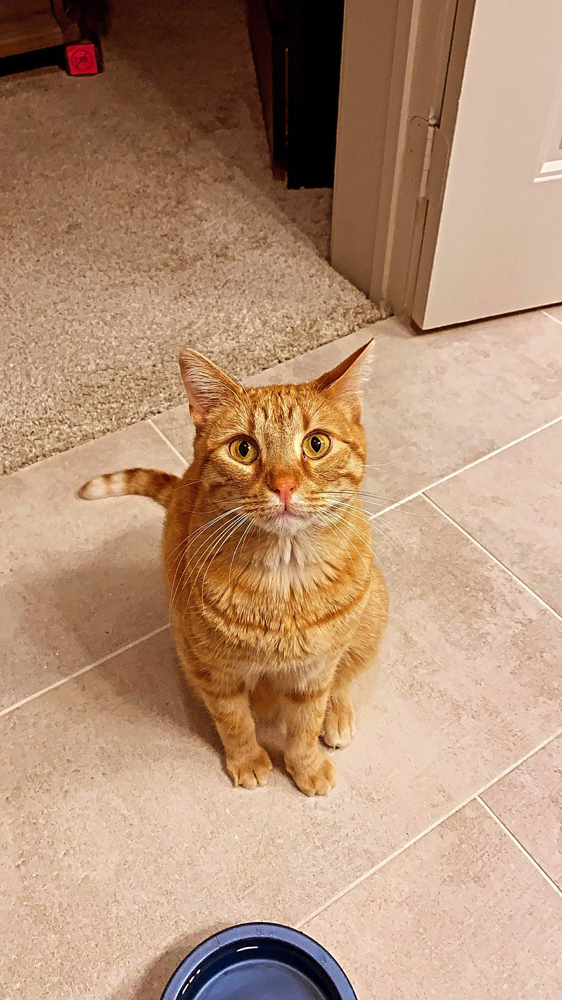 Burt is registered to the contest to win money with this photo: brown, cabinetry, carnivore, cat, door, eye, fawn, felidae, floor, flooring, fur, road_surface, small_to_medium_sized_cats, snout, tail, terrestrial_animal, tile_flooring, whiskers, window, wood