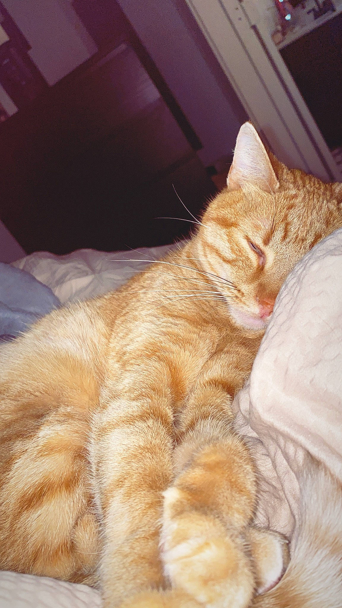 Burt is registered to the contest to win money with this photo: carnivore, cat, claw, comfort, domestic_short_haired_cat, fawn, felidae, foot, fur, human_leg, paw, peach, sitting, small_to_medium_sized_cats, tail, terrestrial_animal, toe, whiskers, wood, wrinkle