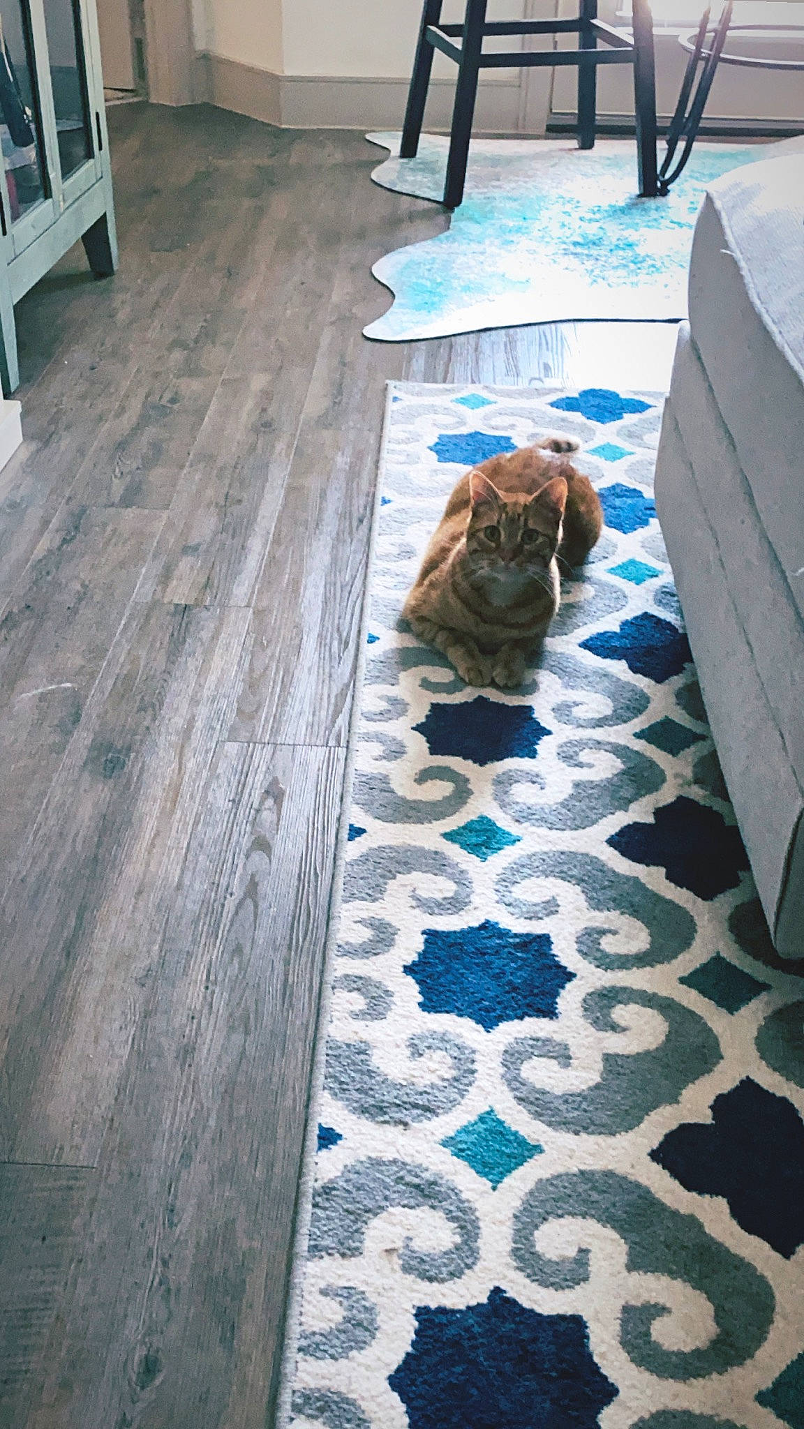 Burt joined the competition — help win amazing prizes! carnivore, cat, fawn, felidae, floor, flooring, grey, hardwood, leisure, line, plank, road_surface, sidewalk, small_to_medium_sized_cats, tail, tree, wall, whiskers, wood, wood_stain