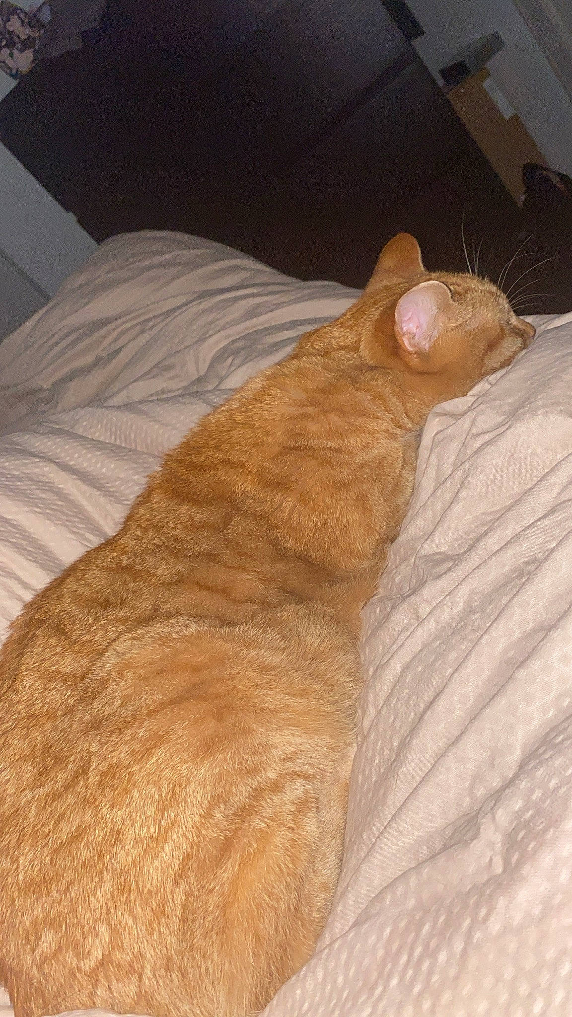 Burt joined the competition — help win amazing prizes! carnivore, comfort, companion_dog, dog, dog_breed, fawn, felidae, flooring, foot, fur, human_body, human_leg, leg, linens, small_to_medium_sized_cats, snout, tail, whiskers, wood, wrinkle