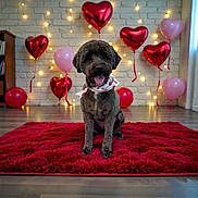 Jackson joined the competition — help win amazing prizes! bandana, brick_wall, canine, celebration, cute, decor, dog, fairy_lights, festive, floor, happy, heart_balloon, home, indoor, pet, pink_balloon, red_rug, sitting, tongue_out, valentines_day