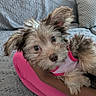 Strawberry joined the competition — help win amazing prizes! arm, closeup, companion, couch, cozy, cute, dog, domestic_animal, fluffy, fur, home, indoor, looking_at_camera, pet, pillow, pink_clothing, puppy, resting, small_dog, texture