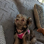 Strawberry is registered to the contest to win money with this photo: animal, attention, couch, cozy, cute, dog, domestic, foot, fur, furry, hand, indoor, looking_up, pet, pillow, pink_harness, puppy, small_dog, textured_fabric, treat