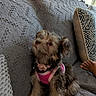 animal, attention, couch, cozy, cute, dog, domestic, foot, fur, furry, hand, indoor, looking_up, pet, pillow, pink_harness, puppy, small_dog, textured_fabric, treat