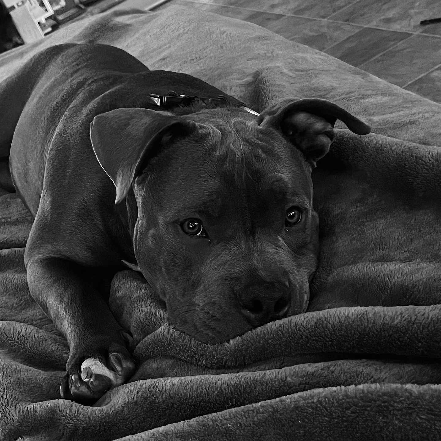 King Posada is registered to the contest to win money with this photo: animal, black_and_white, blanket, canine, close_up, companion, cozy, dog, ears, expression, floor, fur, home, indoor, laying_down, paw, pet, portrait, relaxed, resting