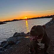 King Posada is registered to the contest to win money with this photo: dog, sunset, lake, water, rocks, outdoor, nature, sky, sun, silhouette, path, animal, pet, happy, tongue_out, brown_dog, scenery, evening, landscape, trees