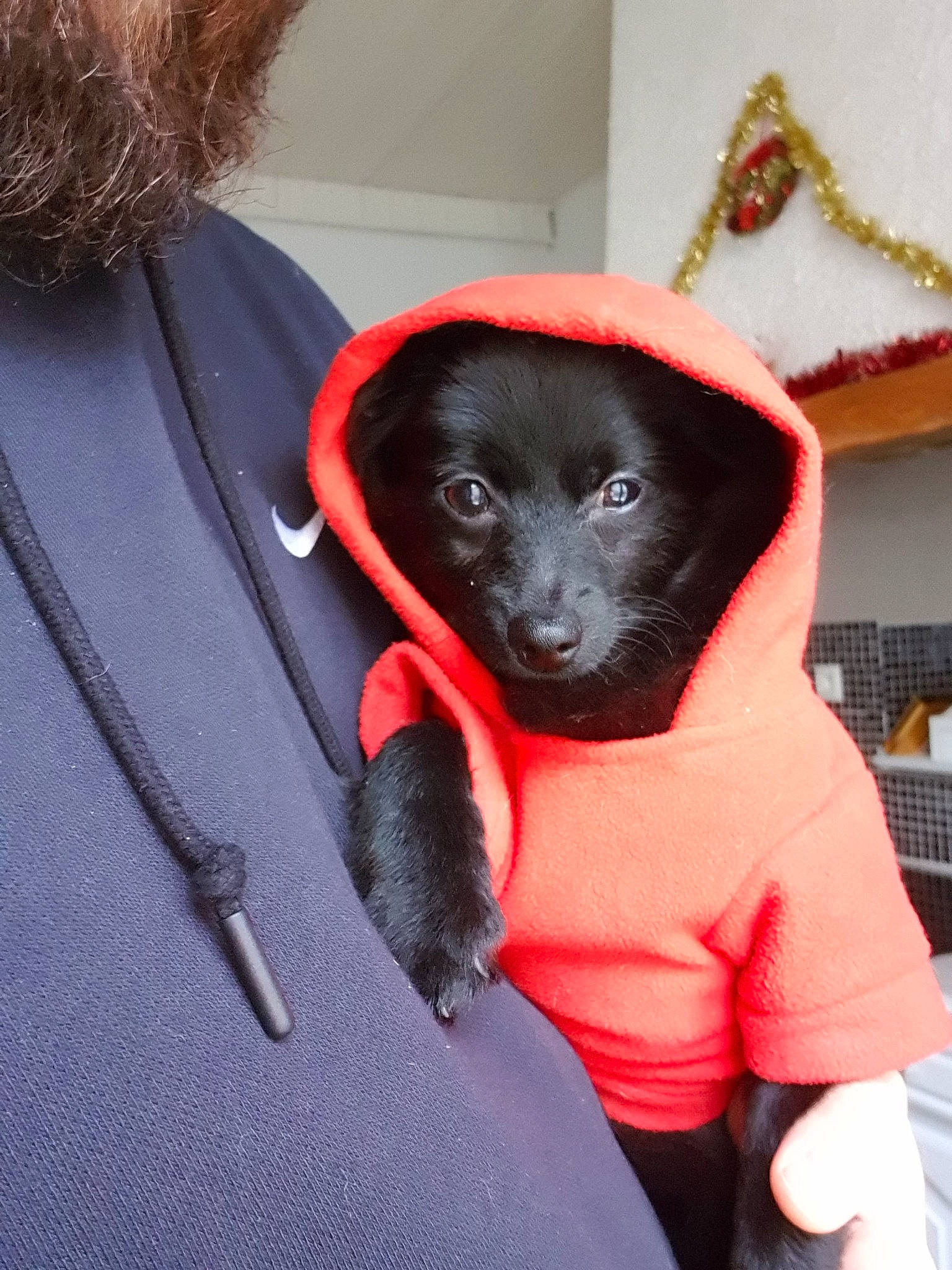 Punky participe au concours pour gagner de l'argent avec cette photo : canidae, carnivore, companion_dog, dog, dog_breed, non_sporting_group, puppy, schipperke, snout, sporting_group